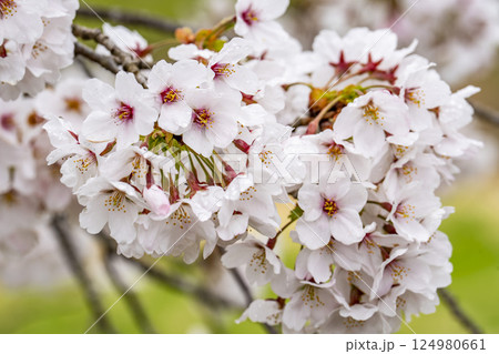 雨上がりの白石川堤一目千本桜  ソメイヨシノ　宮城県大河原町 124980661
