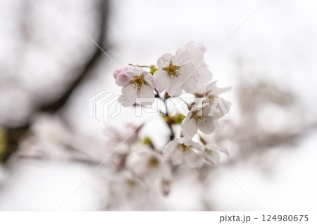 雨上がりの白石川堤一目千本桜  ソメイヨシノ　宮城県大河原町 124980675