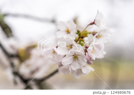 雨上がりの白石川堤一目千本桜  ソメイヨシノ　宮城県大河原町 124980676