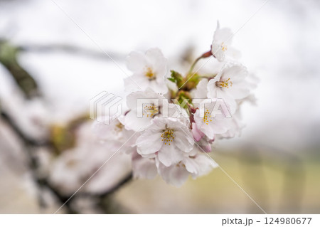 雨上がりの白石川堤一目千本桜 ソメイヨシノ 宮城県大河原町 雨上がりの白石川堤一目千本桜 ソメイヨシノ 宮城県大河原町 124980677