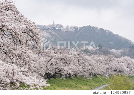雨上がりの白石川堤一目千本桜と船岡城址公園 宮城県柴田町 雨上がりの白石川堤一目千本桜と船岡城址公園 宮城県柴田町 124980987