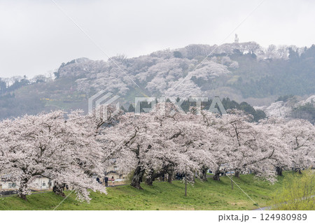 雨上がりの白石川堤一目千本桜と船岡城址公園 宮城県柴田町 雨上がりの白石川堤一目千本桜と船岡城址公園 宮城県柴田町 124980989