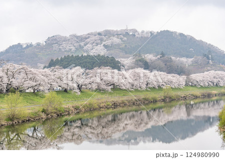 雨上がりの白石川堤一目千本桜と船岡城址公園 宮城県柴田町 雨上がりの白石川堤一目千本桜と船岡城址公園 宮城県柴田町 124980990