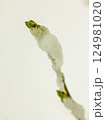 Maple branch with budding green leaves 124981020
