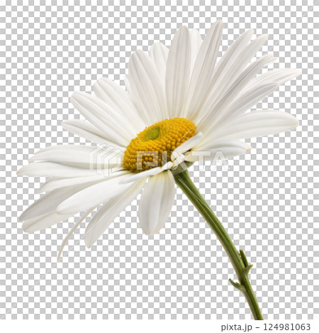 White Daisy Flower on Black Background 124981063