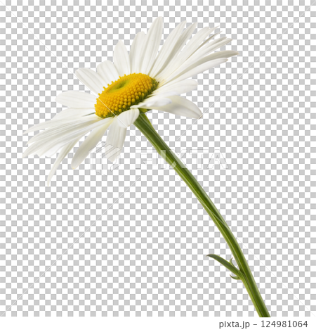 White Daisy Flower on Black Background 124981064