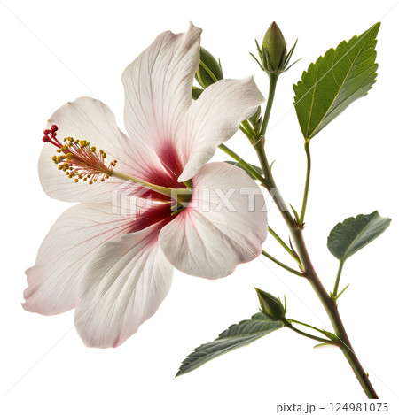 White Hibiscus Flower 124981073