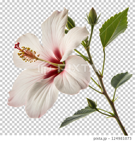 White Hibiscus Flower 124981073