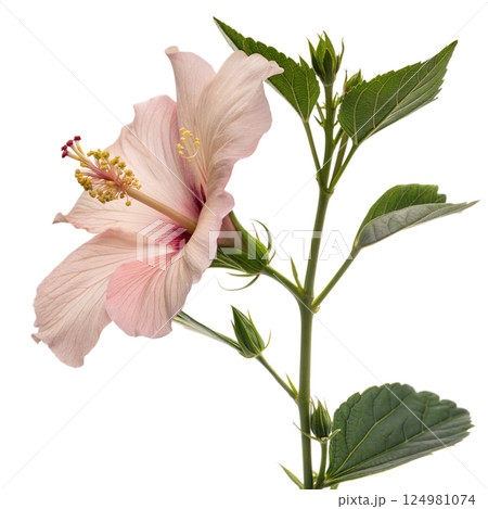 Pink Hibiscus Flower 124981074