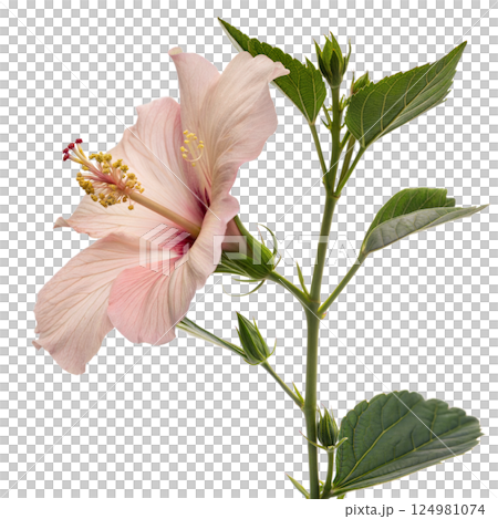 Pink Hibiscus Flower 124981074