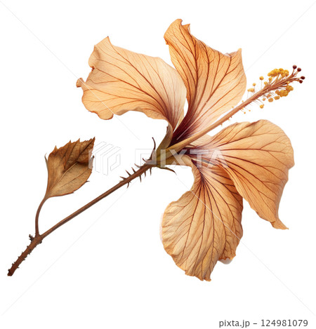 Dried Hibiscus Flower 124981079
