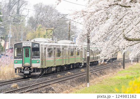 白石川堤一目千本桜と東北線の列車 宮城県大河原町 白石川堤一目千本桜と東北線の列車 宮城県大河原町 124981162