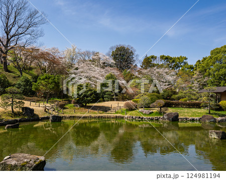日本庭園から見る満開の桜と青空の風景 124981194