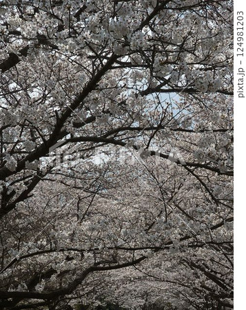 満開になった桜 満開になった桜 124981203