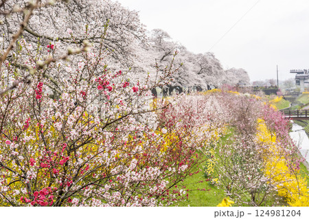白石川堤一目千本桜  白石川千桜公園のソメイヨシノ　宮城県大河原町 124981204