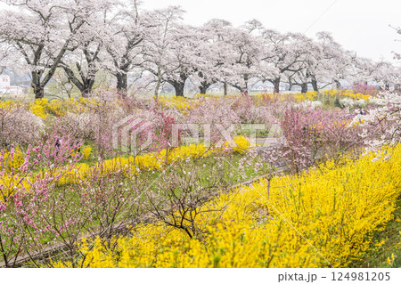 白石川堤一目千本桜  白石川千桜公園のソメイヨシノ　宮城県大河原町 124981205