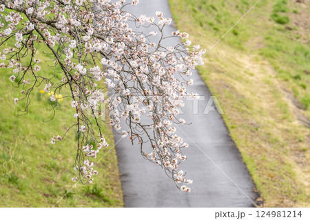 雨上がりの白石川堤一目千本桜 ソメイヨシノ 宮城県大河原町 雨上がりの白石川堤一目千本桜 ソメイヨシノ 宮城県大河原町 124981214