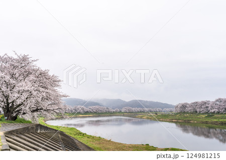 雨上がりの白石川堤一目千本桜 ソメイヨシノ 宮城県大河原町 雨上がりの白石川堤一目千本桜 ソメイヨシノ 宮城県大河原町 124981215