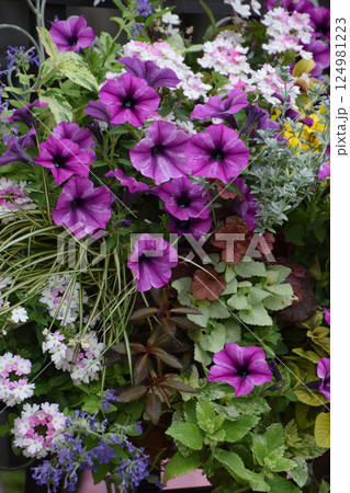 Flower arrangement in early summer 初夏のフラワーアレンジメント Flower arrangement in early summer 初夏のフラワーアレンジメント 124981223