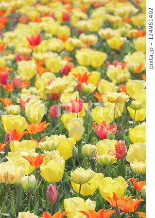 満開の黄色のチューリップの花 縦 124981492