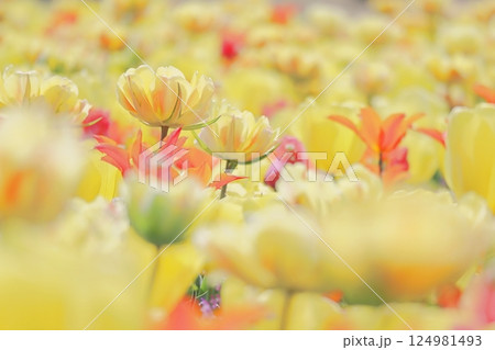 春の満開の黄色いチューリップの花 春の満開の黄色いチューリップの花 124981493