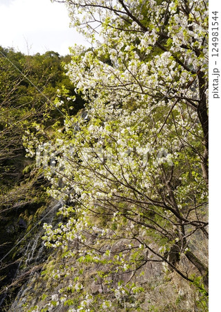桜と滝のある風景 十津川村十二滝桜花満開 桜と滝のある風景 十津川村十二滝桜花満開 124981544