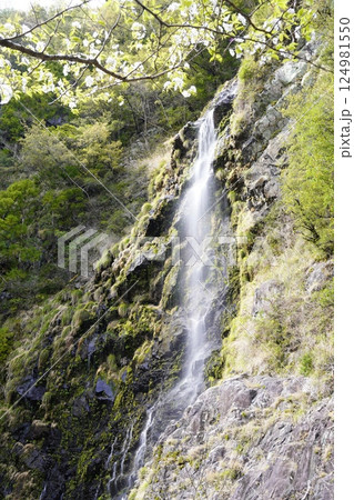 桜と滝のある風景 十津川村十二滝桜花満開 桜と滝のある風景 十津川村十二滝桜花満開 124981550