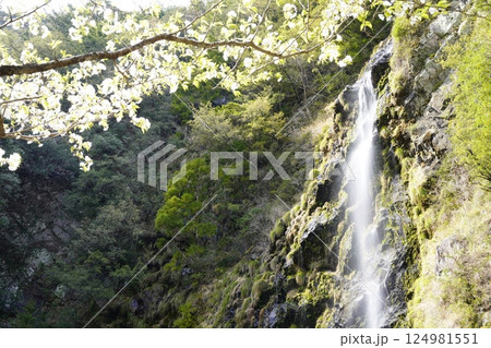 桜と滝のある風景 十津川村十二滝桜花満開 桜と滝のある風景 十津川村十二滝桜花満開 124981551