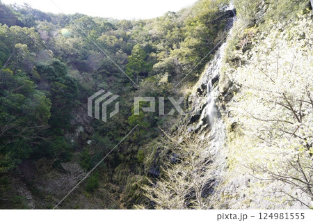 桜と滝のある風景　十津川村十二滝桜花満開 124981555