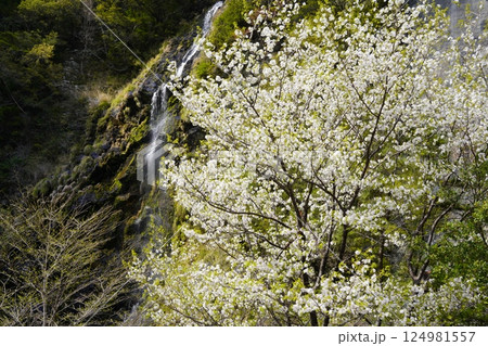 桜と滝のある風景 十津川村十二滝桜花満開 桜と滝のある風景 十津川村十二滝桜花満開 124981557