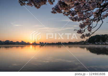 茨城県水戸市　千波湖と偕楽園　桜咲く風景 124981606