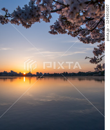 茨城県水戸市　千波湖と偕楽園　桜咲く風景 124981607
