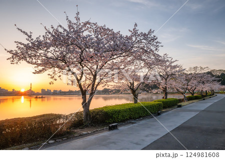 茨城県水戸市　千波湖と偕楽園　桜咲く風景 124981608