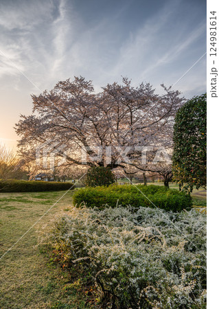 茨城県水戸市 千波湖と偕楽園 桜咲く風景 茨城県水戸市 千波湖と偕楽園 桜咲く風景 124981614