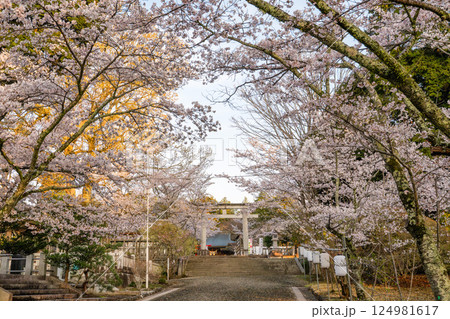 茨城県水戸市　千波湖と偕楽園　桜咲く風景 124981617