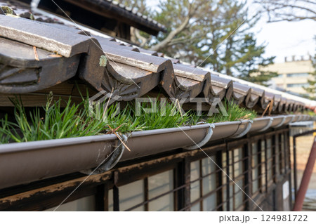雑草が生えた雨樋 雑草が生えた雨樋 124981722