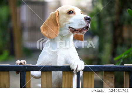 Portrait of a cute beagle dog, young brown beagle. Selective focus. Portrait of a cute beagle dog, young brown beagle. Selective focus. 124981762