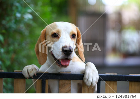 Portrait of a cute beagle dog, young brown beagle. Selective focus. Portrait of a cute beagle dog, young brown beagle. Selective focus. 124981764