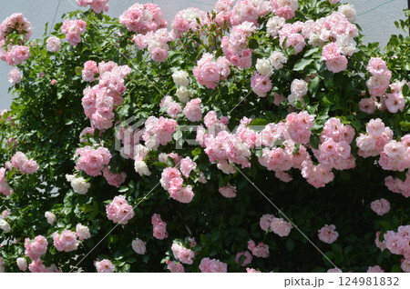 Pink climbing roses on the wall / 壁一面に咲くピンクのバラの花 124981832