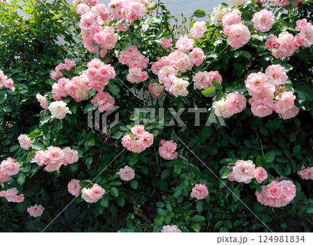 Pink climbing roses on the wall / 壁一面に咲くピンクのバラの花 124981834