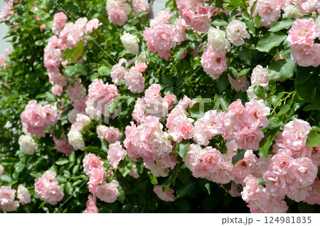 Pink climbing roses on the wall / 壁一面に咲くピンクのバラの花 Pink climbing roses on the wall / 壁一面に咲くピンクのバラの花 124981835