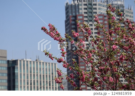 青空と高層ビルのビル群の街並みをぼかしてバックにしピンクの花の満開に咲く木にピント合わせ撮影した風景 124981959