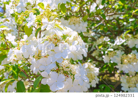 奈良県　唐招提寺の境内に咲いた中国揚州の名花「瓊花」（けいか） 124982331