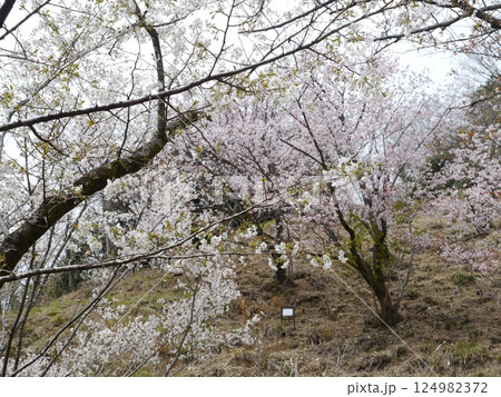 山に咲く桜（多摩森林科学園） 124982372