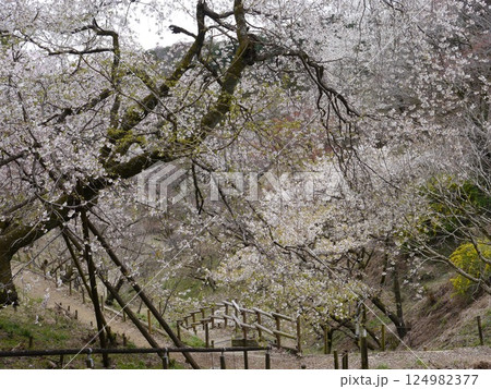山に咲く桜(多摩森林科学園) 山に咲く桜(多摩森林科学園) 124982377