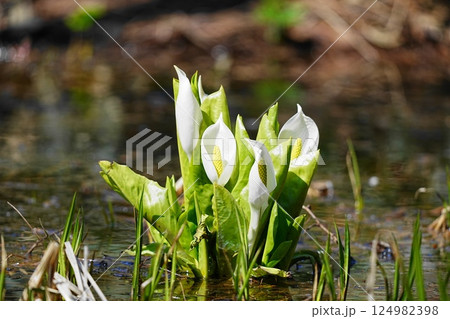 白い水芭蕉 白い水芭蕉 124982398