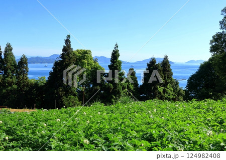 じゃがいも畑がある 初夏の瀬戸内風景 じゃがいも畑がある 初夏の瀬戸内風景 124982408
