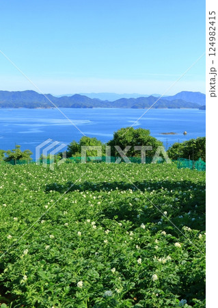 じゃがいも畑がある 初夏の瀬戸内風景 124982415