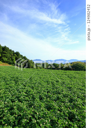 ジャガイモ畑(東広島市安芸津町)から望む瀬戸内海 ジャガイモ畑(東広島市安芸津町)から望む瀬戸内海 124982452