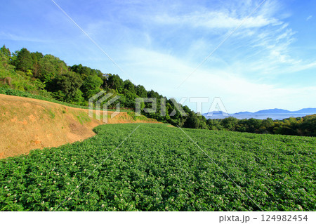 赤土で育つジャガイモ 赤土で育つジャガイモ 124982454